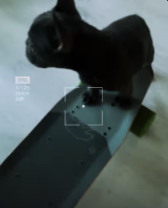 Skateboarding Dreams! Frenchie Yoda found her Idol !!!